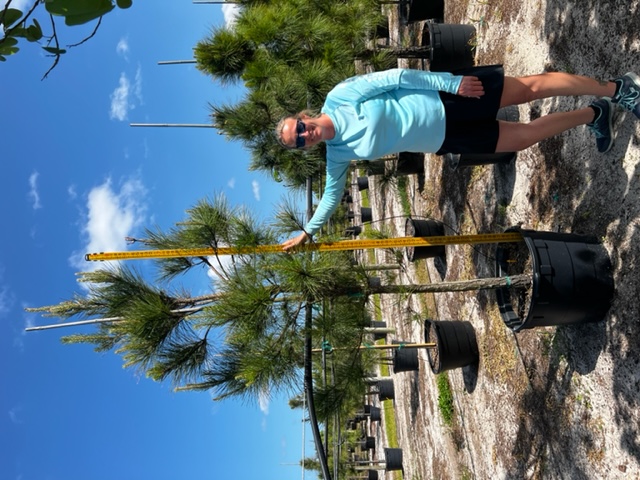 pinus-taeda-loblolly-pine