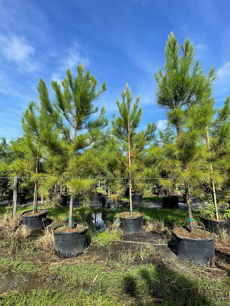pinus-taeda-loblolly-pine