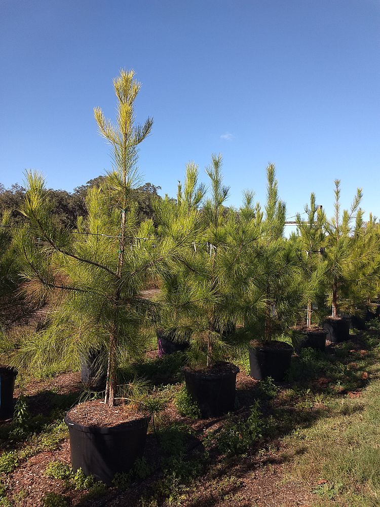 pinus-taeda-loblolly-pine