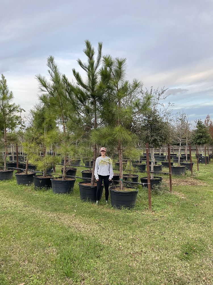 pinus-taeda-loblolly-pine