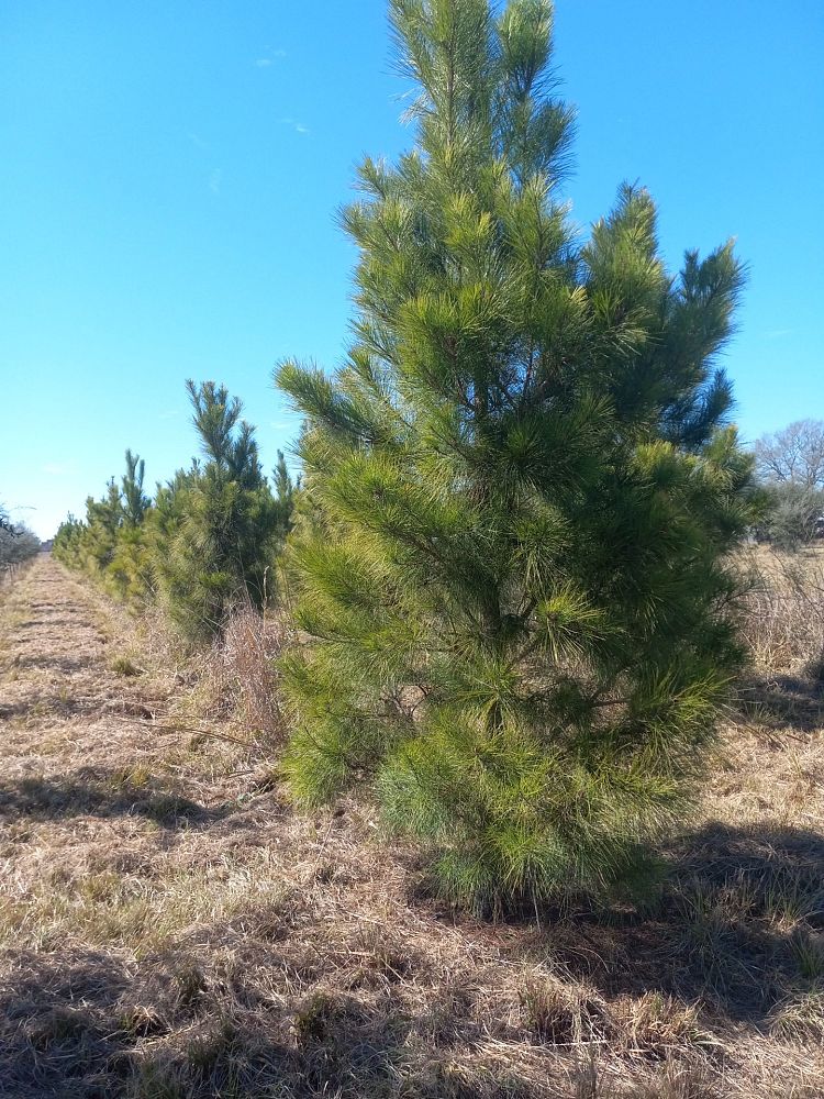 pinus-taeda-loblolly-pine