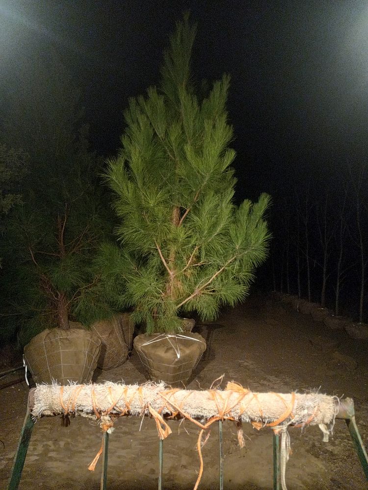 pinus-taeda-loblolly-pine