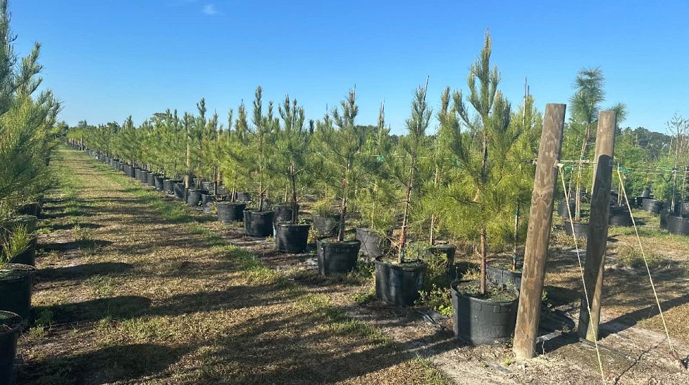 pinus-taeda-loblolly-pine