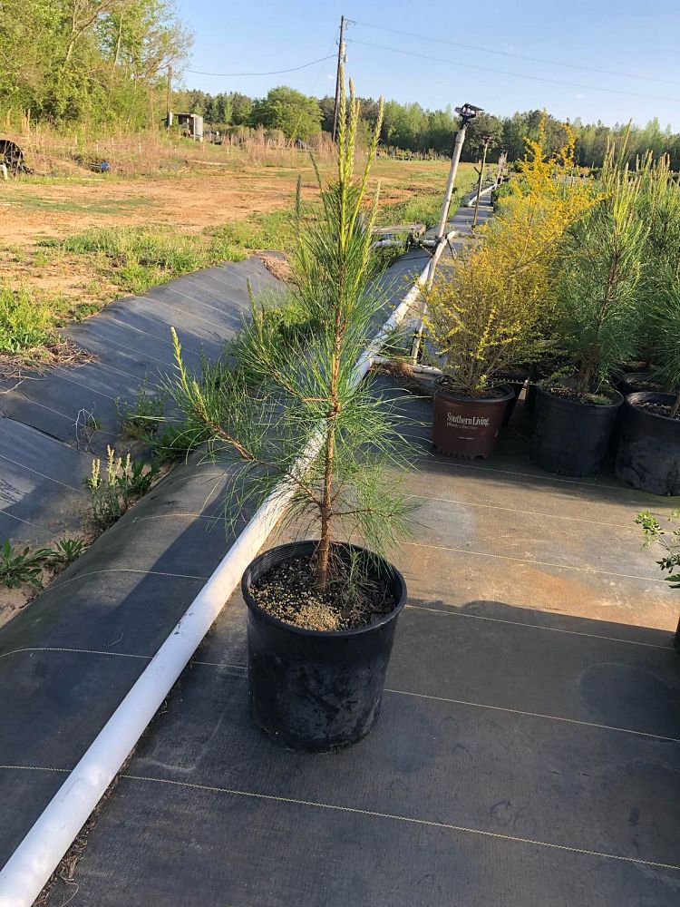 pinus-taeda-loblolly-pine