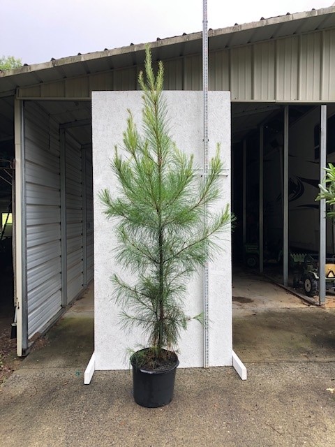 pinus-taeda-loblolly-pine