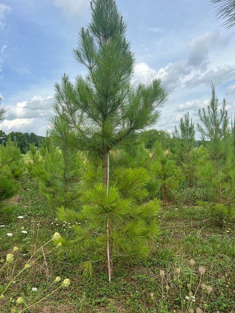 pinus-taeda-loblolly-pine