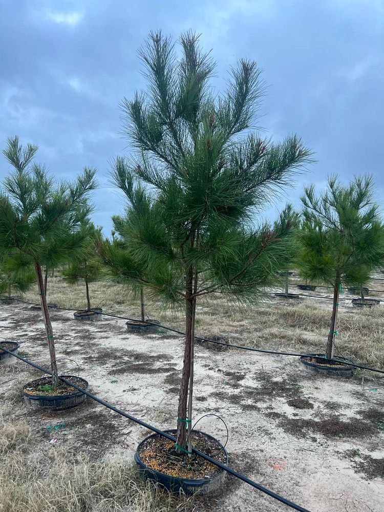 pinus-taeda-loblolly-pine
