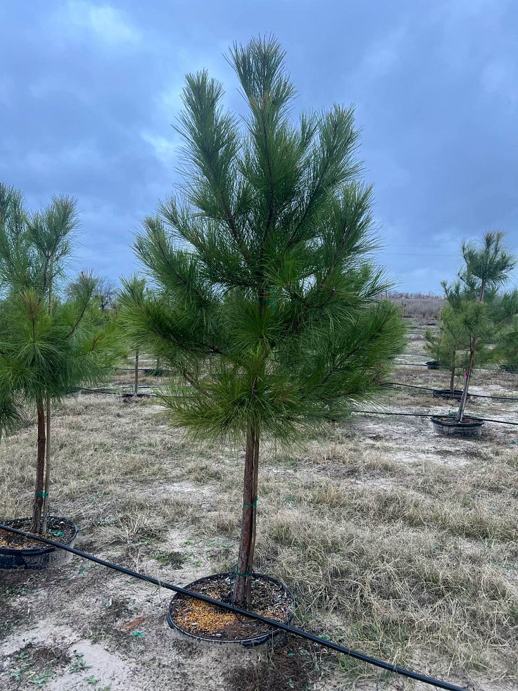 pinus-taeda-loblolly-pine