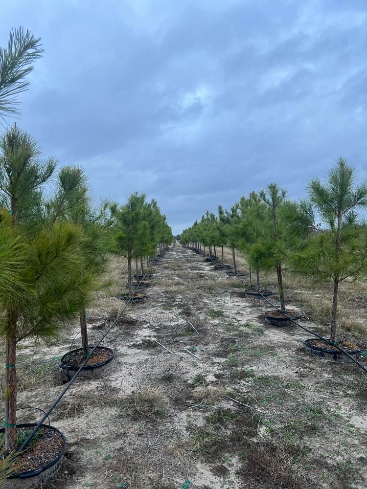 pinus-taeda-loblolly-pine