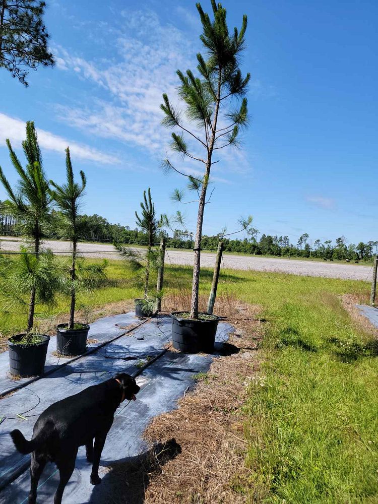 pinus-taeda-loblolly-pine