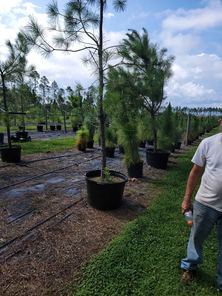 pinus-taeda-loblolly-pine