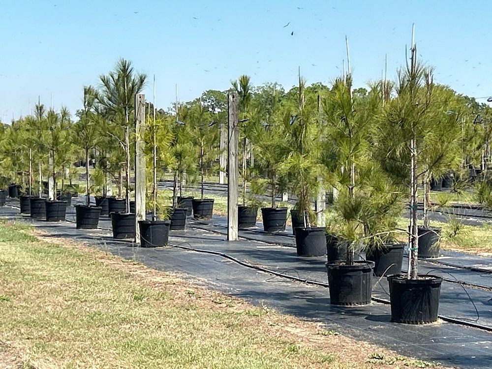 pinus-taeda-loblolly-pine