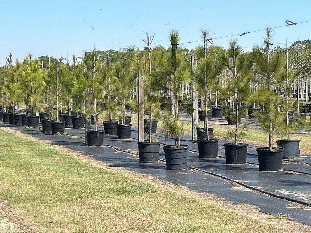 pinus-taeda-loblolly-pine