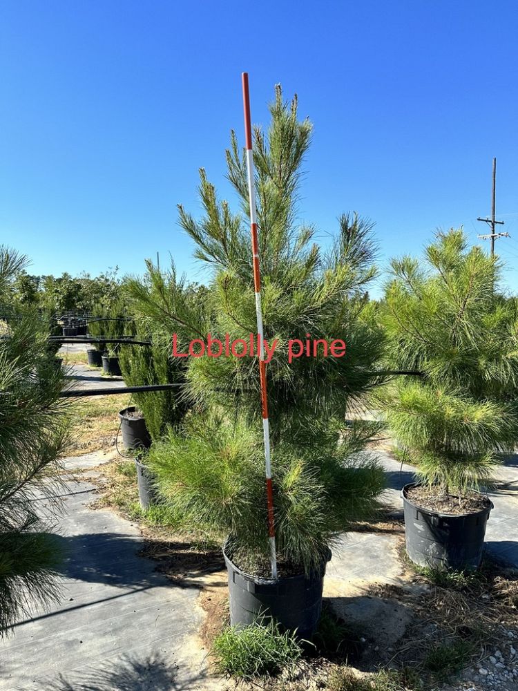 pinus-taeda-loblolly-pine