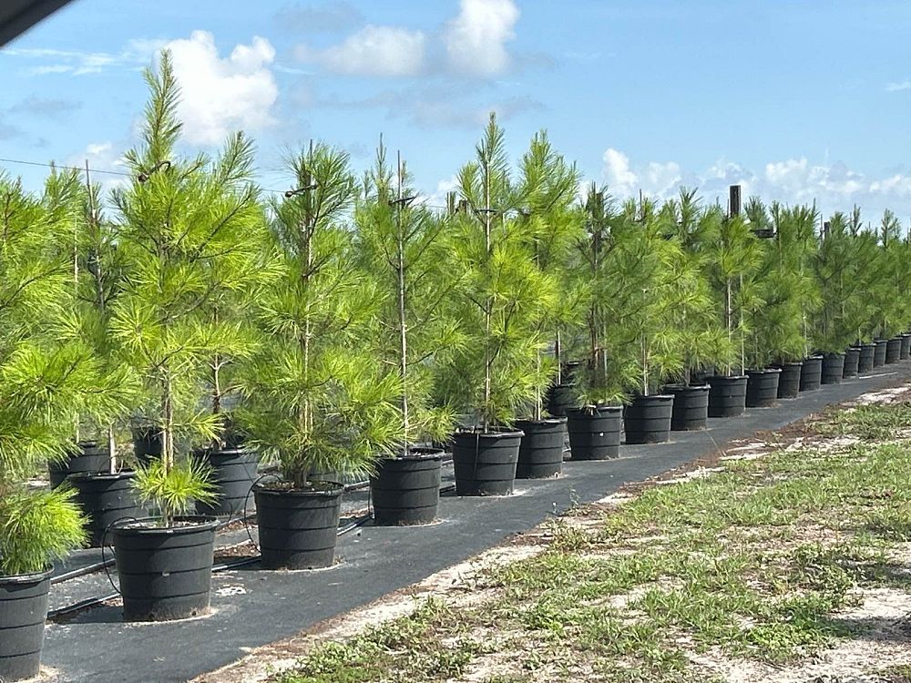 pinus-taeda-loblolly-pine