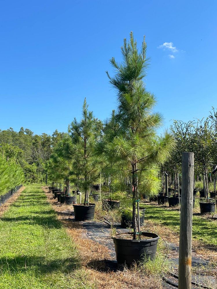 pinus-taeda-loblolly-pine