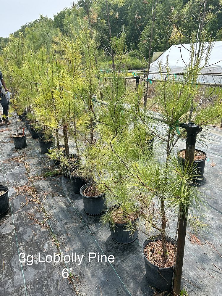 pinus-taeda-loblolly-pine