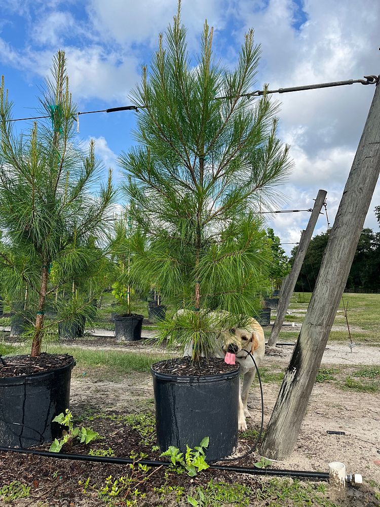 pinus-taeda-loblolly-pine