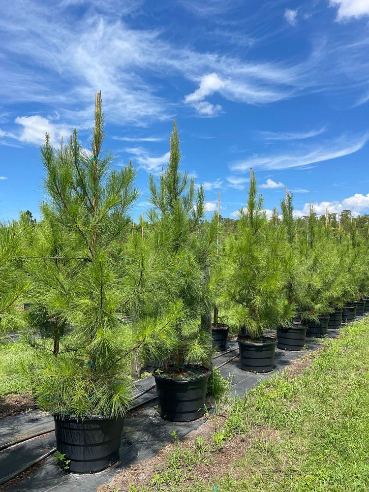 pinus-taeda-loblolly-pine