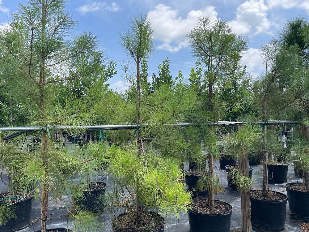 pinus-taeda-loblolly-pine