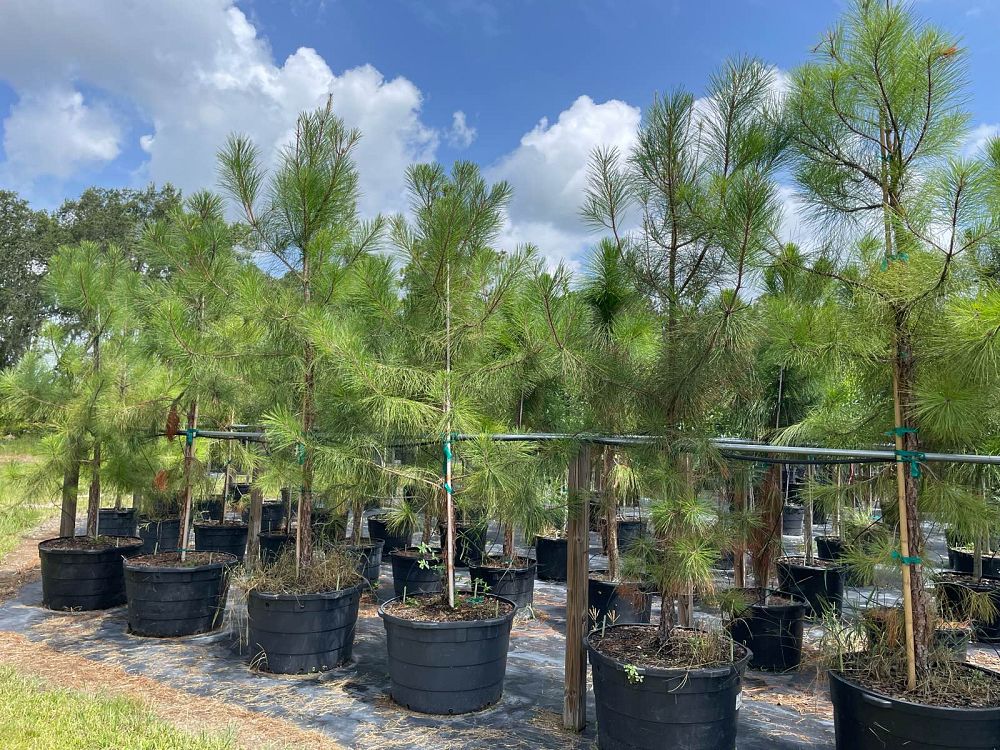 pinus-taeda-loblolly-pine