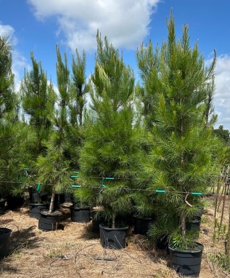 pinus-taeda-loblolly-pine