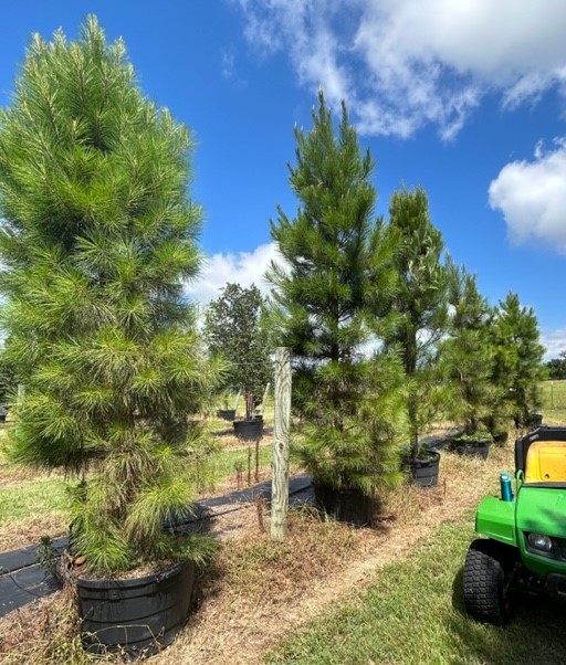 pinus-taeda-loblolly-pine