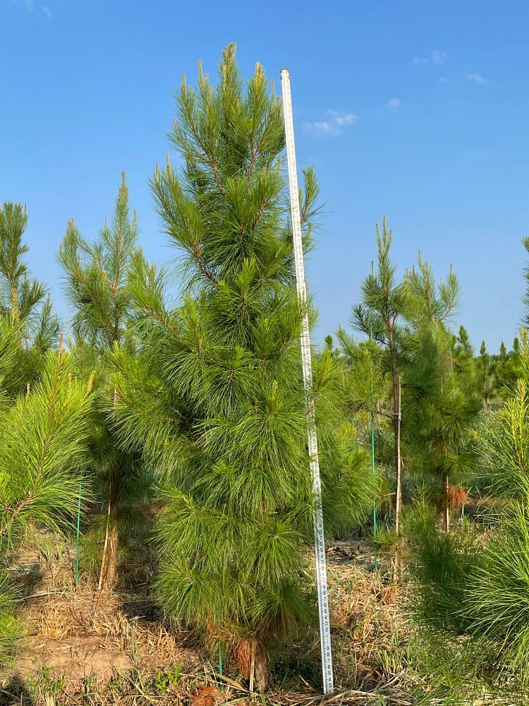 pinus-taeda-loblolly-pine