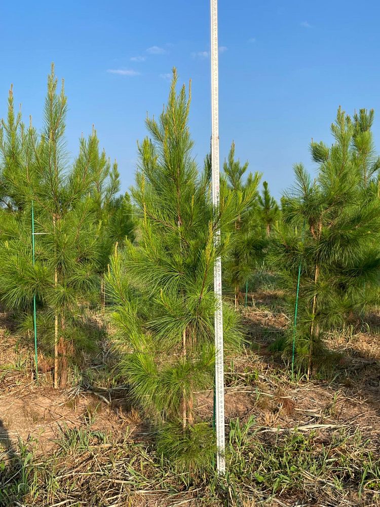 pinus-taeda-loblolly-pine