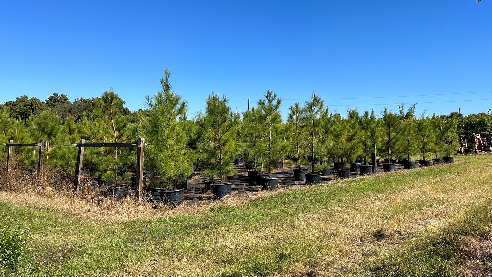 pinus-taeda-loblolly-pine