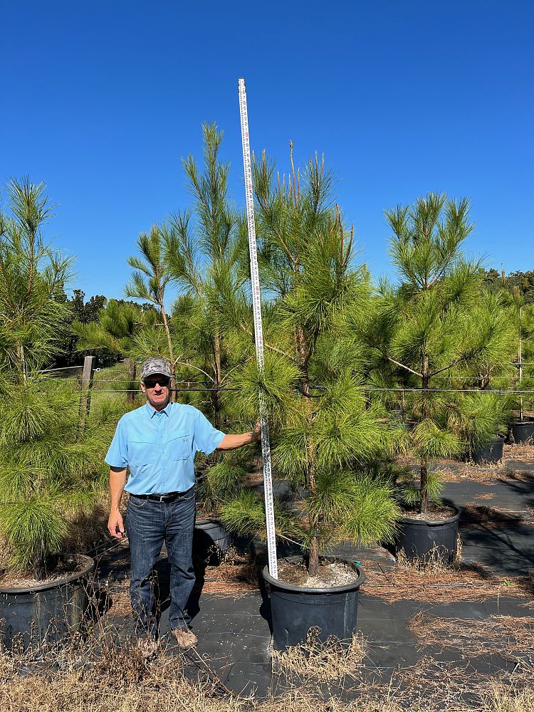 pinus-taeda-loblolly-pine
