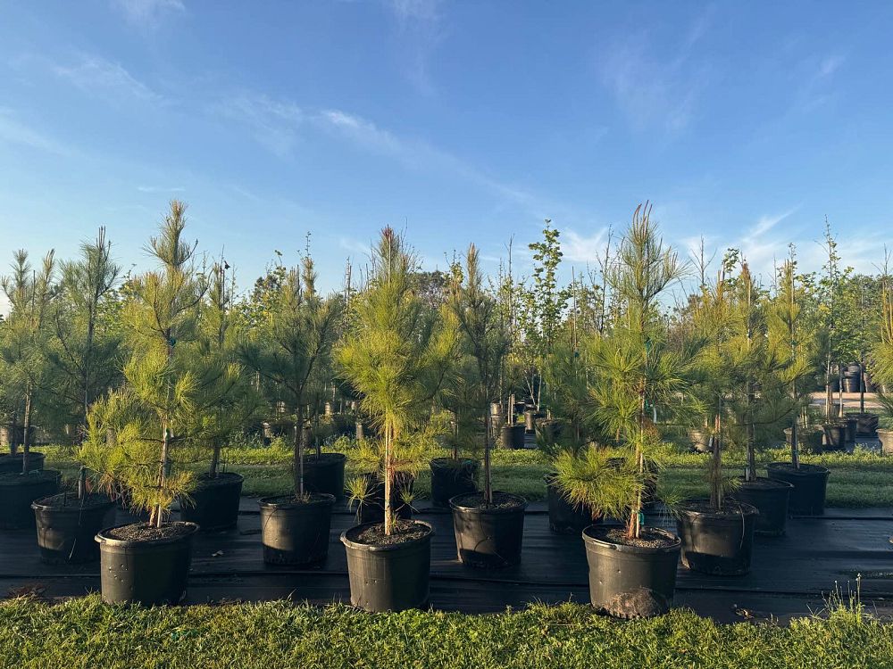 pinus-taeda-loblolly-pine