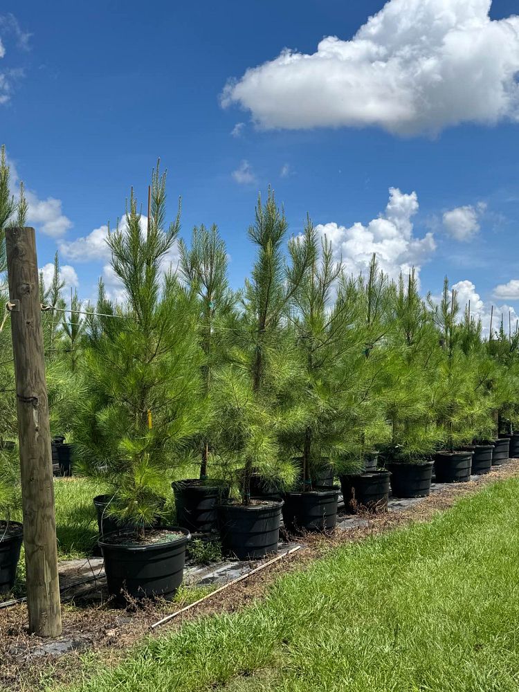 pinus-taeda-loblolly-pine
