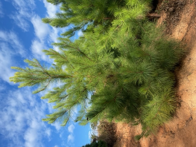 pinus-taeda-loblolly-pine