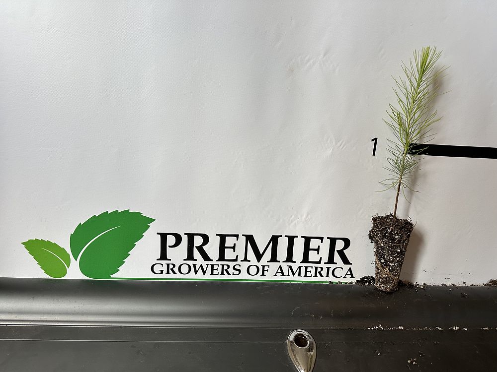 pinus-taeda-loblolly-pine