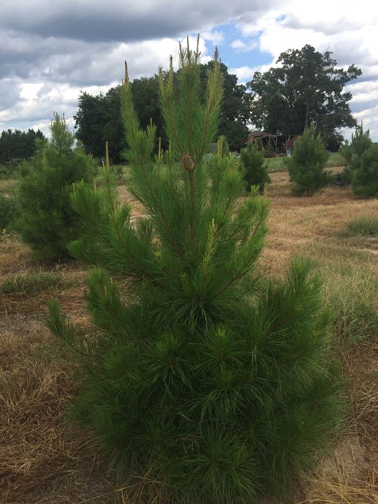 pinus-taeda-loblolly-pine