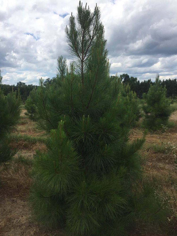 pinus-taeda-loblolly-pine