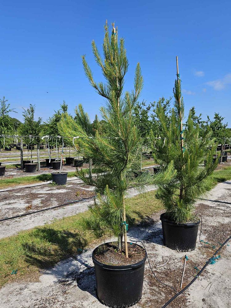 pinus-taeda-loblolly-pine