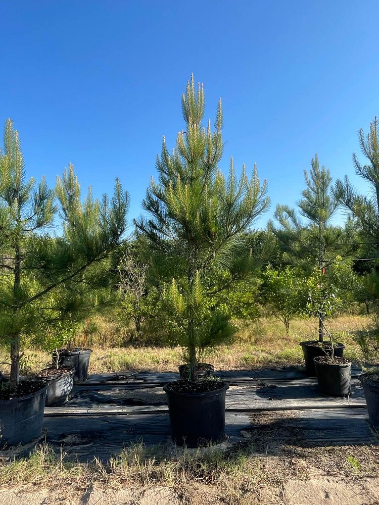 pinus-taeda-loblolly-pine