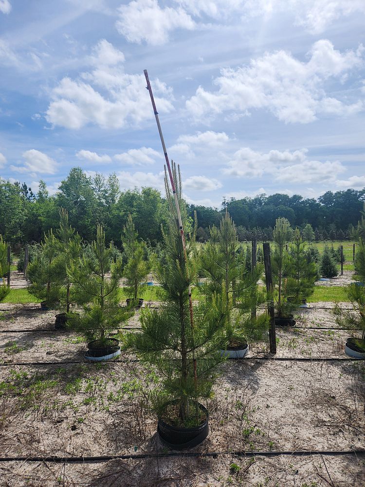 pinus-taeda-loblolly-pine