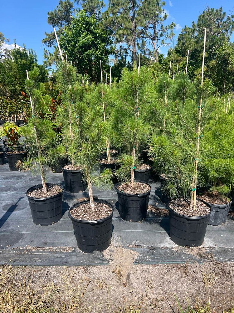 pinus-taeda-loblolly-pine