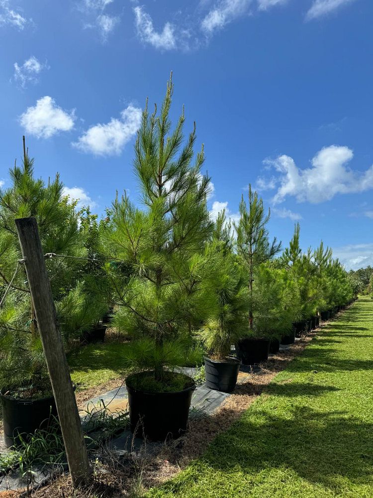 pinus-taeda-loblolly-pine