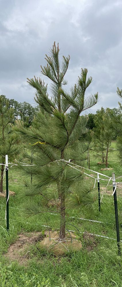 pinus-taeda-loblolly-pine