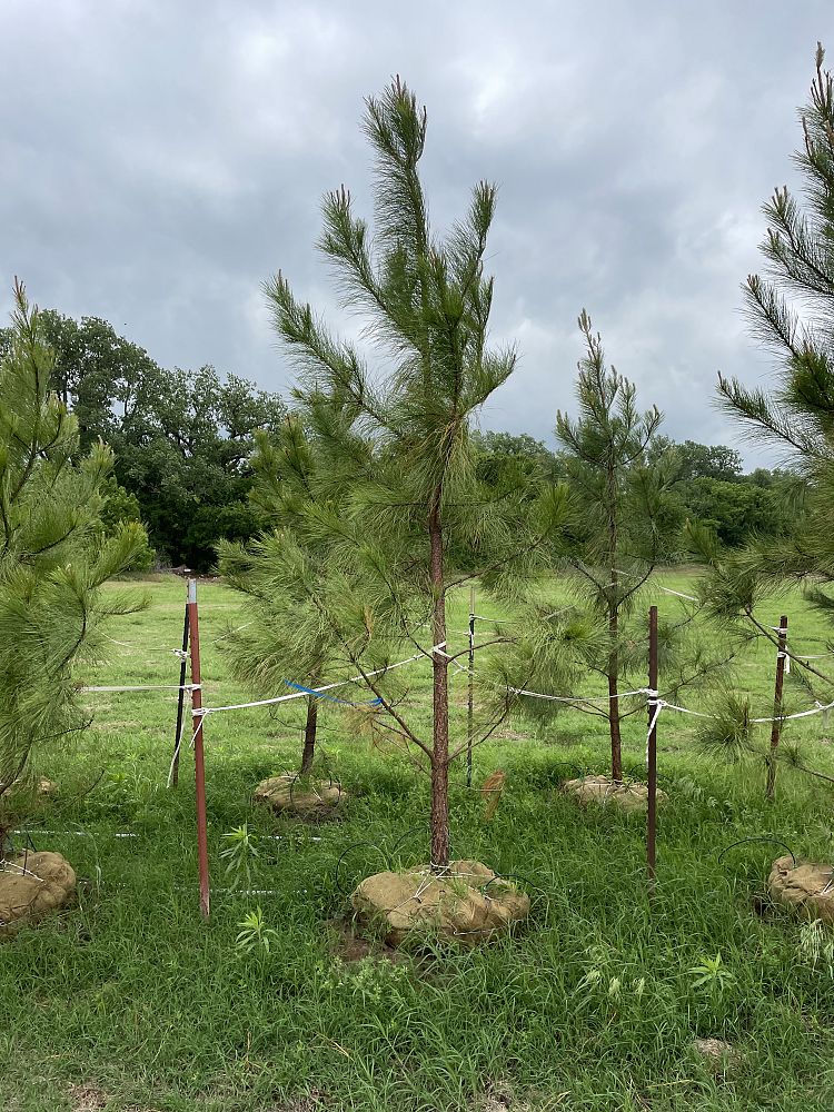 pinus-taeda-loblolly-pine
