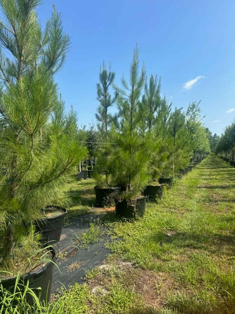 pinus-taeda-loblolly-pine