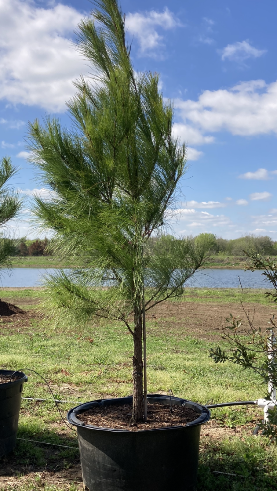 pinus-taeda-loblolly-pine