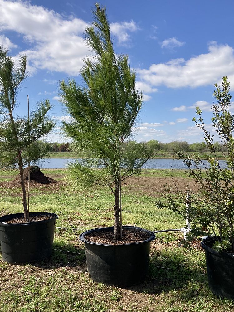 pinus-taeda-loblolly-pine