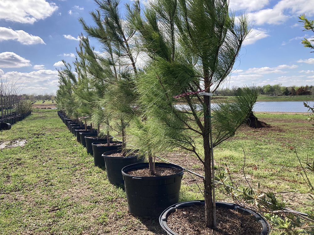 pinus-taeda-loblolly-pine