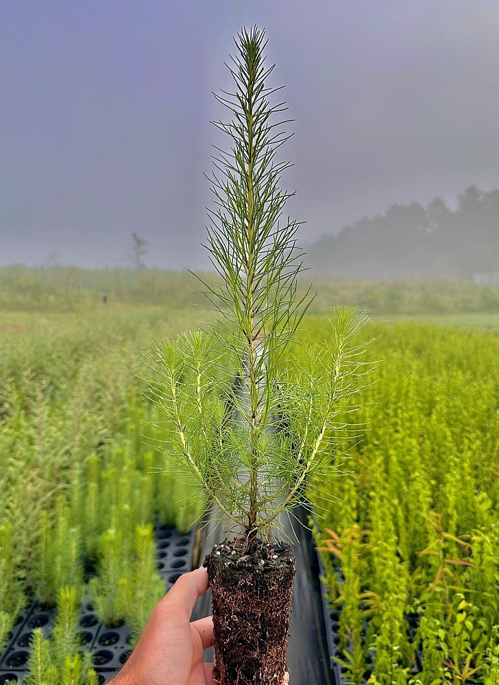 pinus-taeda-loblolly-pine