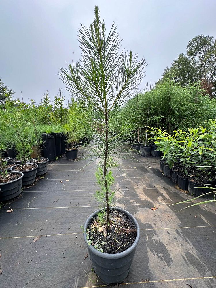 pinus-taeda-loblolly-pine